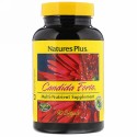 Nature's Plus, Candida Forte®（カンジダ フォルテ）、90 ソフトゲル (Discontinued Item)